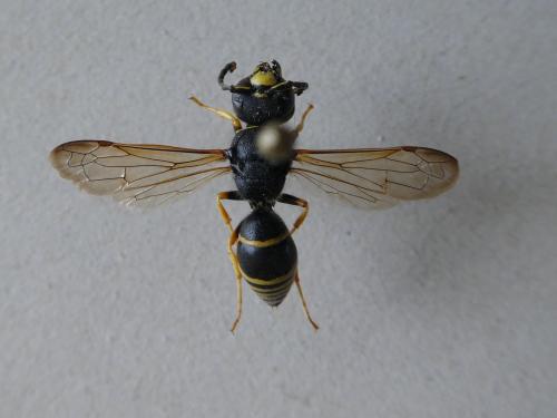 Gymnomerus laevipes