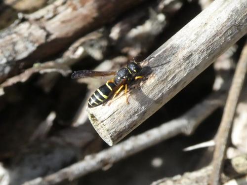 Réf. 268 383 : Eumeninae inconnu