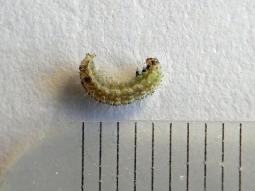 Stenoptilia bipunctidactyla