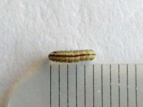 Stenoptilia bipunctidactyla