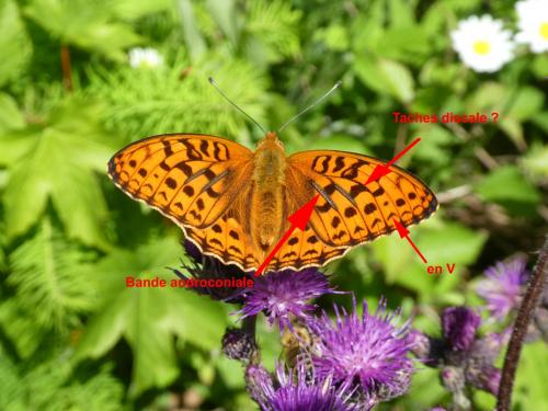 Argynnis adippe
