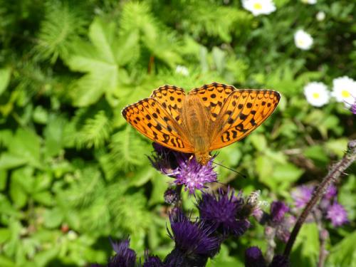 Argynnis adippe
