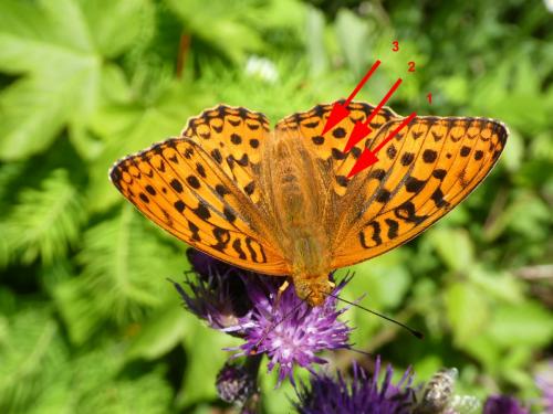 Argynnis adippe