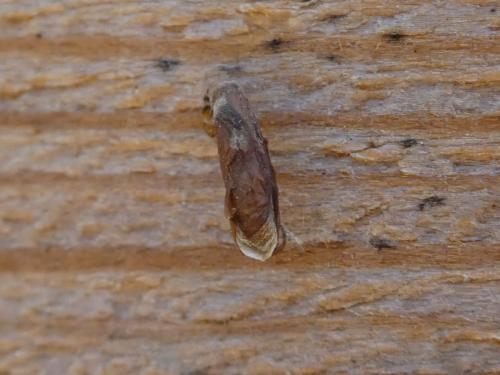 Réf. 268 806 : Coleophora deauratella
