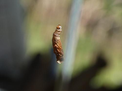 Coleophora deauratella