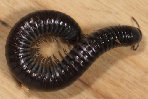 Réf. 268 265 : Ommatoiulus rutilans