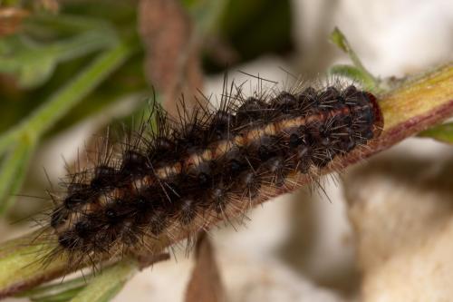Réf. 268 124 : Arctia villica