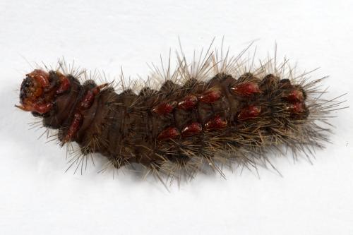 Réf. 268 126 : Arctia villica