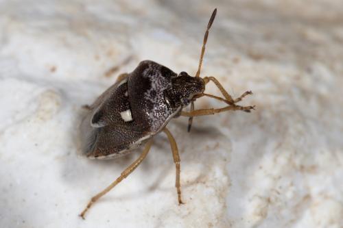 Stagonomus bipunctatus bipunctatus
