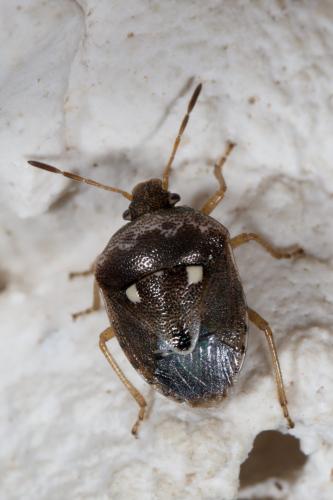 Réf. 268 608 : Stagonomus bipunctatus bipunctatus
