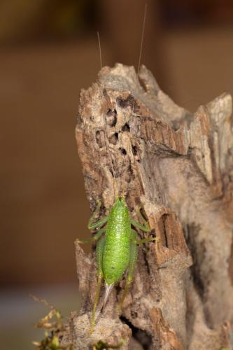 Réf. 268 900 : Cyrtaspis scutata