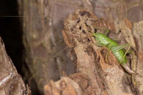 Réf. 268 901 : Cyrtaspis scutata