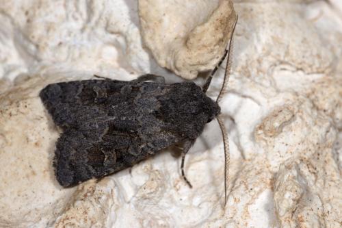 Réf. 268 998 : Aporophyla lueneburgensis
