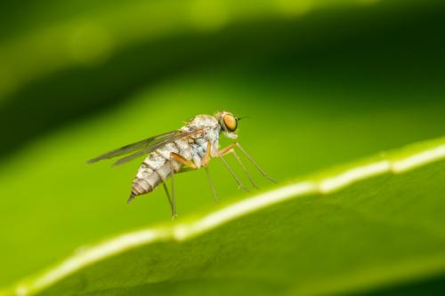 Chrysopilus sp.