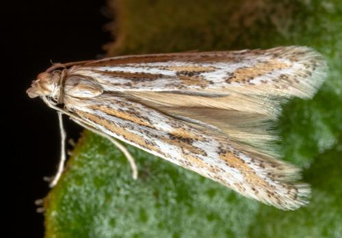 Ptocheuusa paupella