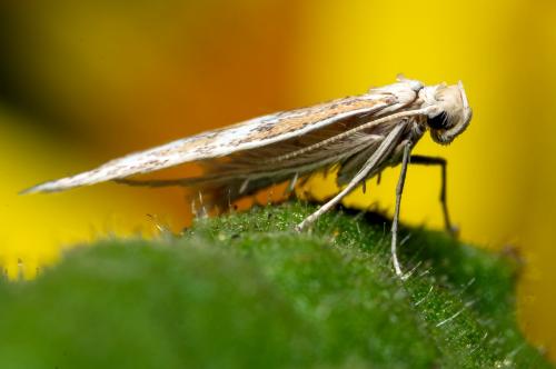 Réf. 268 474 : Ptocheuusa paupella