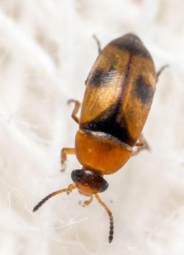 Réf. 268 538 : Anaspis trifasciata