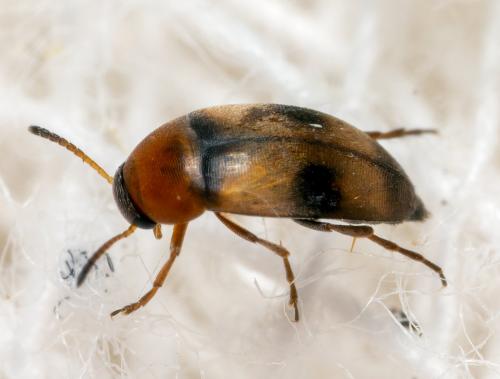 Réf. 268 539 : Anaspis trifasciata