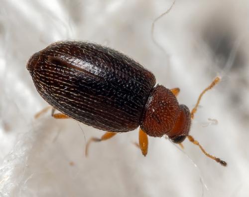 Réf. 268 476 : Corticariinae inconnu
