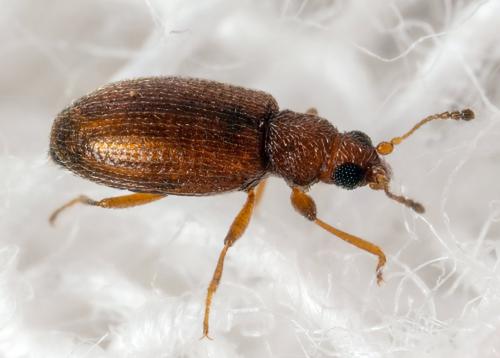 Réf. 268 475 : Corticariinae inconnu