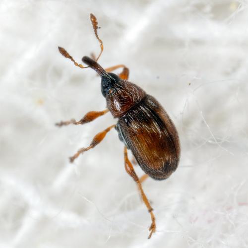 Nanophyinae