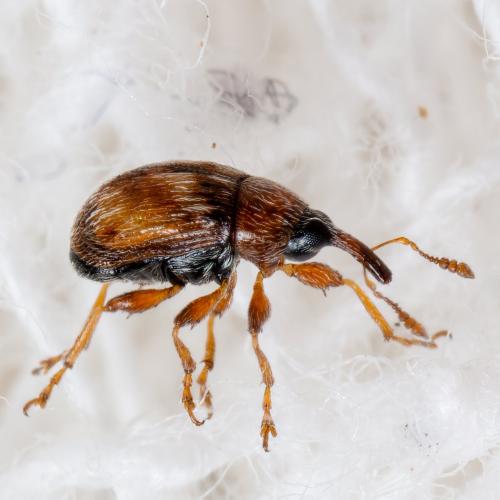 Nanophyinae