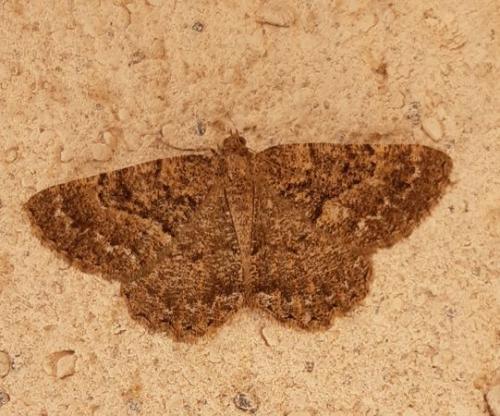 Selidosema taeniolaria