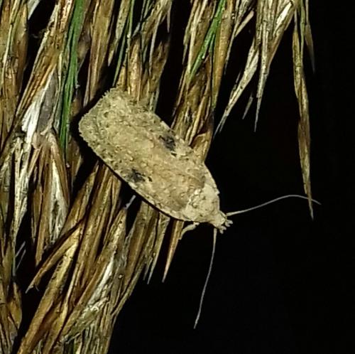 Réf. 268 035 : Agonopterix propinquella