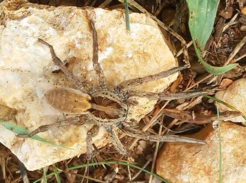 Réf. 268 062 : Hogna radiata