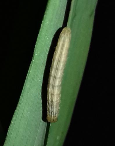 Mythimna sp.