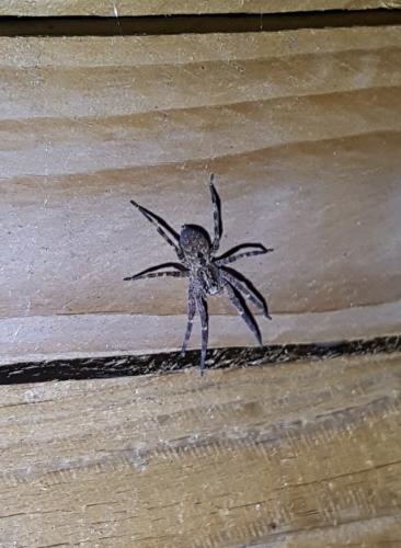 Zoropsis spinimana