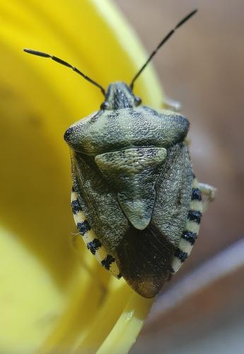 Réf. 268 701 : Carpocoris pudicus