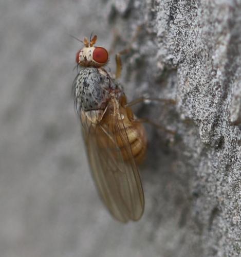 Réf. 268 574 : Meiosimyza pallidiventris