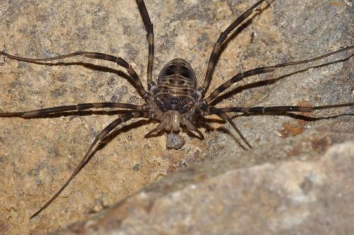 Réf. 268 225 : Gyas titanus