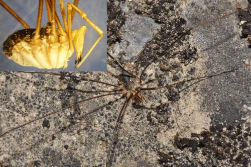 Phalangium opilio