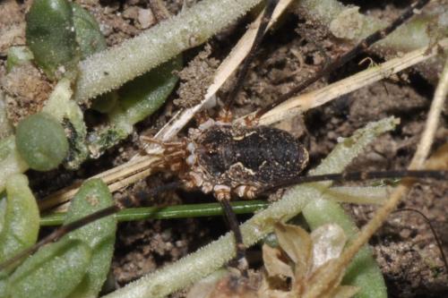 Phalangium opilio