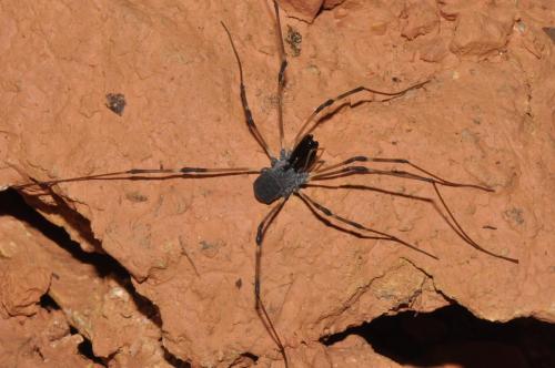 Ischyropsalis hispanica