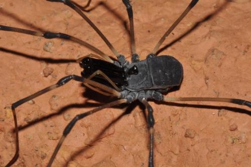 Réf. 268 040 : Ischyropsalis hispanica