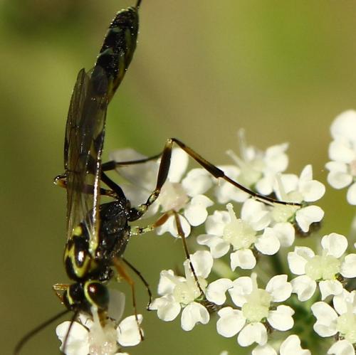 Cremastinae