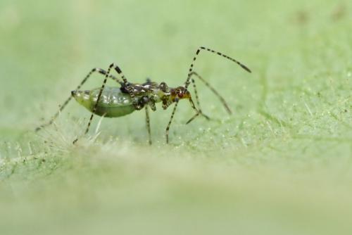 Gampsocoris sp.