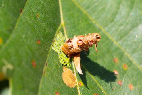 Sterrhopterix fusca