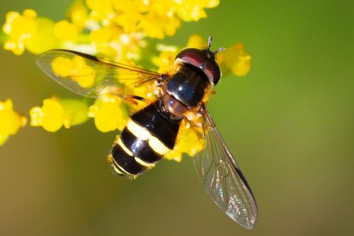 Réf. 268 009 : Dasysyrphus tricinctus