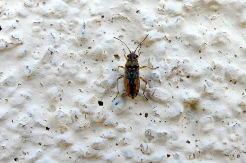 Nysius sp.