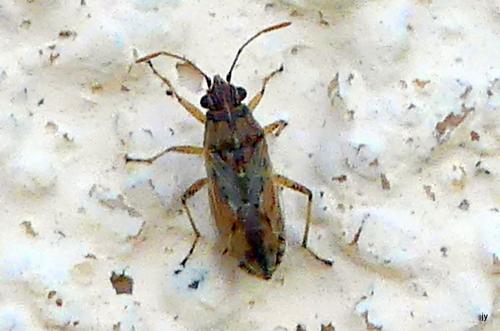 Réf. 268 906 : Nysius sp.