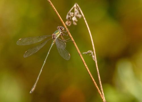 Chalcolestes viridis