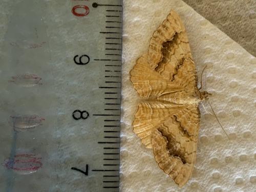 Camptogramma bilineata