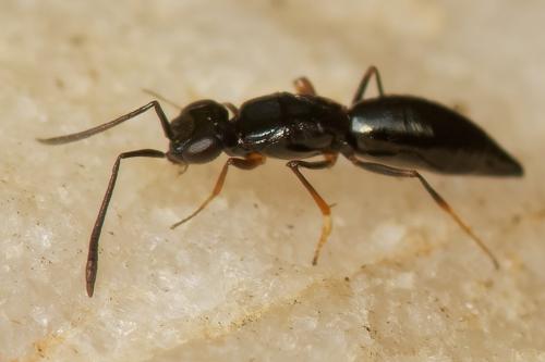 Réf. 268 488 : Calymmochilus dispar