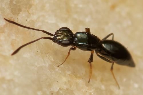 Réf. 268 487 : Calymmochilus dispar