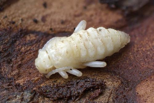 Réf. 268 336 : Rhagium inquisitor