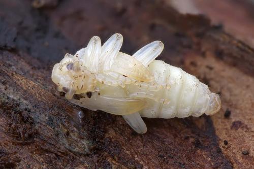 Réf. 268 337 : Rhagium inquisitor
